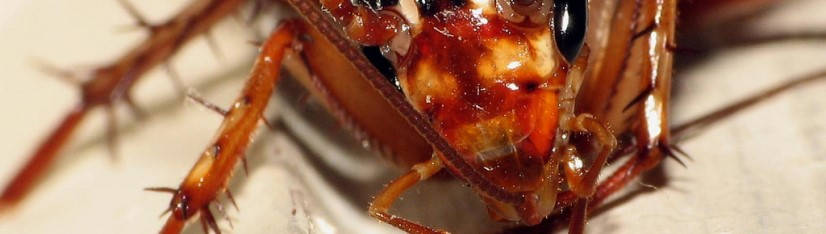Por Qué Surgen Y Cómo Erradicar Una Plaga De Cucarachas